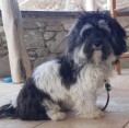 Unser Havaneser Hund ,,Rocky''